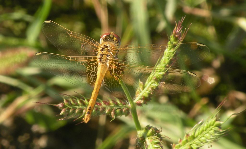 Crocothemis erythraea, vero?